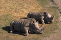 rhinos